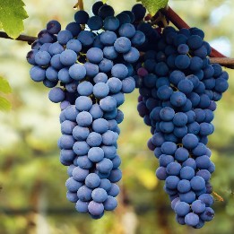 Nebbiolo - Italian Wine Webinar