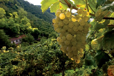 Prosecco Grape Vineyard