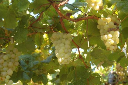 Bianchetta grape varietal